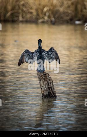 A vertical shot of a Little Cormorant spreading its wings perching on the wooden log in the lake Stock Photo