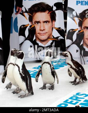 Penguins arrive at the premiere of 20th Century Fox's 'Mr. Popper's Penguins' held at Grauman's Chinese Theatre on June 12, 2011 in Hollywood, California. 6/12/11 Stock Photo