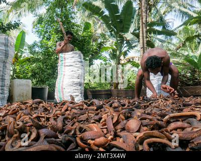 Workers collect dried coconuts or copra at the traditional copra factory in North Maluku, Indonesia. Stock Photo