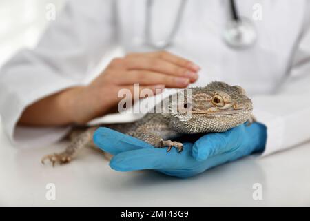 Veterinarian examining bearded lizard on table in clinic, closeup. Exotic pet Stock Photo
