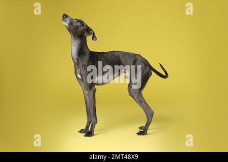 Cute Italian Greyhound dog on yellow background Stock Photo