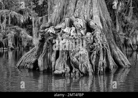 USA, Louisiana, Atchafalaya Basin,, Lake Fausse Pointe State Park, Old Growth Cypress Tree