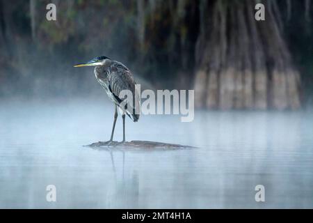 USA, Louisiana, Atchafalaya Basin, Lake Martin, Heron in the fog Stock Photo