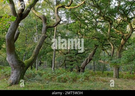 The oak trees at Brocton Coppice, England in early evening light Stock Photo