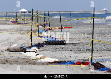 Pom-poms are used to absorb oil in Grand Isle, Louisiana, the site of