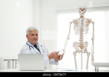 Senior orthopedist with laptop near human skeleton model in clinic Stock Photo