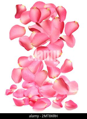 Flying fresh pink rose petals on white background Stock Photo