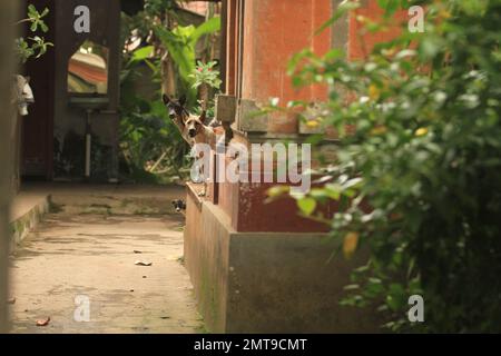 Two adult Bali Dogs and one Bali Dog puppy peaking from behind a wall. Stock Photo
