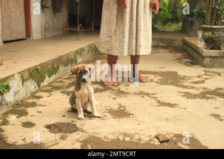 A small Bali Dog puppy in a Balinese village looking at the camera with it's owner in the background. Stock Photo