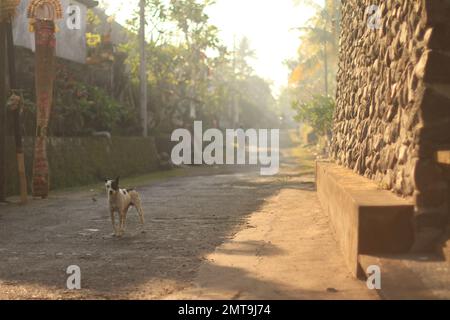 A small Bali Dog in an alleyway with a person in the background in Bali, Indonesia. Stock Photo