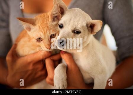 A stray puppy and kitten being held by a woman in Bali, Indonesia Stock Photo