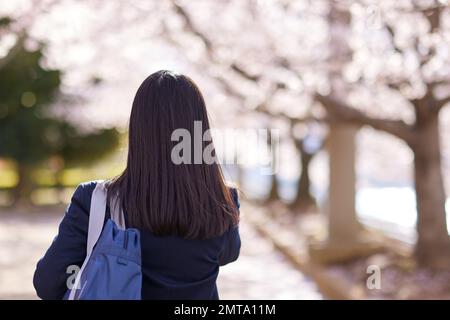 Japanese high school student portrait with cherry blossoms in full bloom Stock Photo