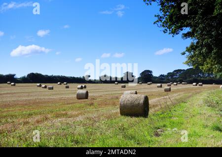 Large round straw bales in a Cornish field - John Gollop Stock Photo