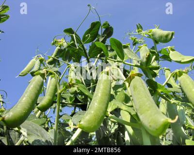 close-up of the growing garden pea in the vegetable garden Stock Photo