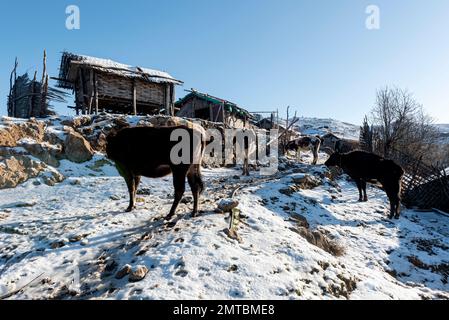 The cows captured in a snow-covered village on a mountainous area Stock Photo