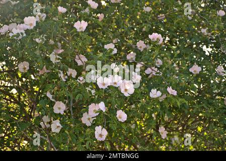 Wild bush of Rosa canina illuminated by the sun. Pink and white flowers. Stock Photo