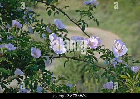 Pink marble bush branch with sunlit flowers. Last rays of sun at sunset. Stock Photo
