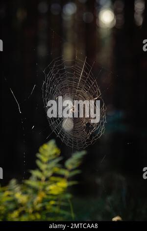 Small spider spinning its web on a flower stem Stock Photo - Alamy