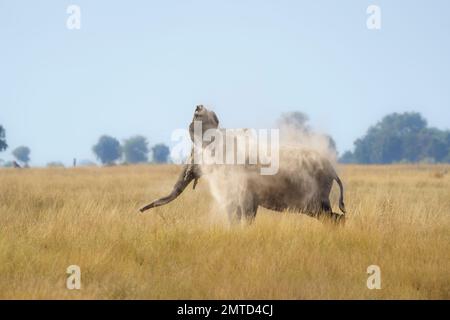 Elephant bull, Loxodonta africana, throwing dust over his full body on the banks of the Chobe River, Chobe National Stock Photo