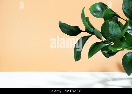 Creative layout of colorful riskus leaves on a white beige background in the rays of the sun, with shadows. Minimal summer or autumn exotic concept wi Stock Photo