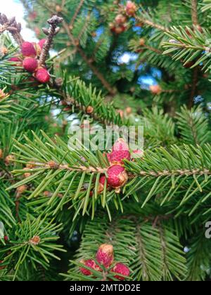 Young spruce cones on the branches. Spruce blossoming in the rays of the sun. Vertical photo Stock Photo