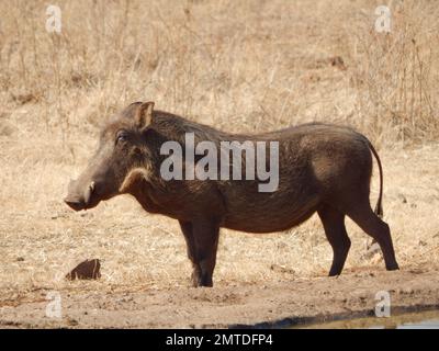 https://l450v.alamy.com/450v/2mtdfp4/a-side-view-of-waterhog-in-its-natural-habitat-2mtdfp4.jpg