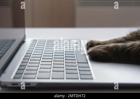 Cat using the computer. Cat Paw using Laptop. Side View Close Up. Home Office. Fluffy Feline Paws Typing on the Keyboard, Scrolling Swiping and Tappin Stock Photo