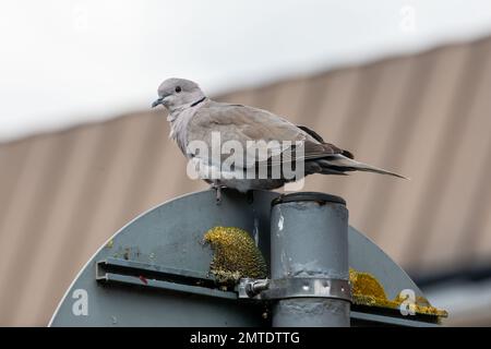 Collared Dove (Streptopelia decaocto) on a metal sign photographed in Ipswich, Suffolk in July 2020 Stock Photo