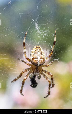 Kreuzspinne Stock Photo