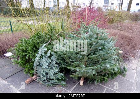 Weihnachtsbaum / Tannenbaum Entsorgung an der  Strasse / Gehweg Stock Photo