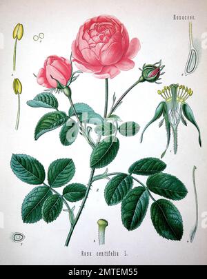 Rosa centifolia, petaled rose, the Provence rose or cabbage rose or Rose de Mai is a hybrid rose Stock Photo