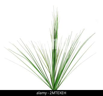 Bunch of green thin reeds isolated against white background Stock Photo