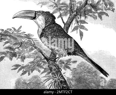 Toucan bird, woodcut from the year 1880 Stock Photo