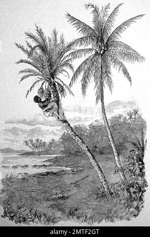 Harvest of coconut palms and date palms, Africa, woodcut from the year 1880 Stock Photo