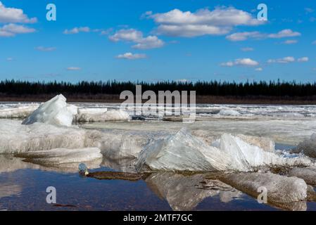 Ice drift on the spring river in the north of Yakutia Vilyui against the backdrop of taiga forest and clear water. Stock Photo