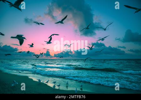 Seascape and seagulls on the sandy beach during sunset. Seagulls fly over the beach. Тature landscape background Stock Photo