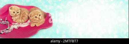 Two little kittens lie on a pink hat against a blue glitter background. Horizontal banner Stock Photo