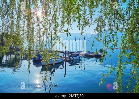 The sunny morning on Lake Maggiore with brightly shining sun through the green branches of the spread willow tree, Locarno, Switzerland Stock Photo