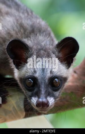 Close up photo of Asian palm civet Stock Photo - Alamy