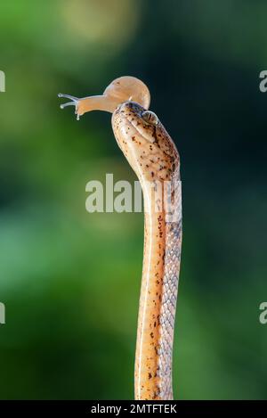 Slug eating snake with its prey Stock Photo