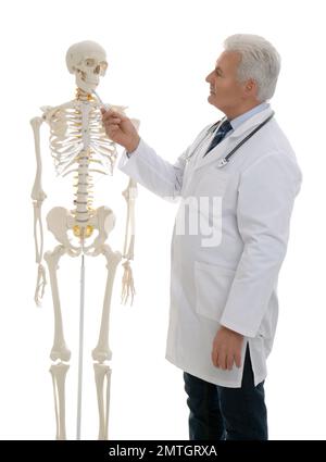 Senior orthopedist with human skeleton model on white background Stock Photo