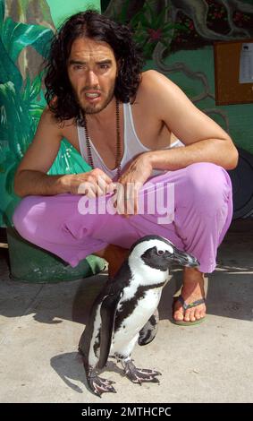 EXCLUSIVE!! Russell Brand pays a visit to Jungle Island and took in a wide variety of the park's attractions, including its one-of-a-kind Lemur Experience where he interacted with rare lemurs from Madagascar. Russell, who looked to have a great time at the park, took photos with animals, staff and guests alike during his visit. Jungle Island is now the home for 1,100 tropical birds, 2,000 varieties of plants and flowers and the best trained bird show in the world. It is a place where exotic birds 'fly free' everyday. In addition to its Lemur Experience, other exhibits and attractions include K Stock Photo