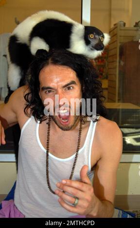 EXCLUSIVE!! Russell Brand pays a visit to Jungle Island and took in a wide variety of the park's attractions, including its one-of-a-kind Lemur Experience where he interacted with rare lemurs from Madagascar. Russell, who looked to have a great time at the park, took photos with animals, staff and guests alike during his visit. Jungle Island is now the home for 1,100 tropical birds, 2,000 varieties of plants and flowers and the best trained bird show in the world. It is a place where exotic birds 'fly free' everyday. In addition to its Lemur Experience, other exhibits and attractions include K Stock Photo