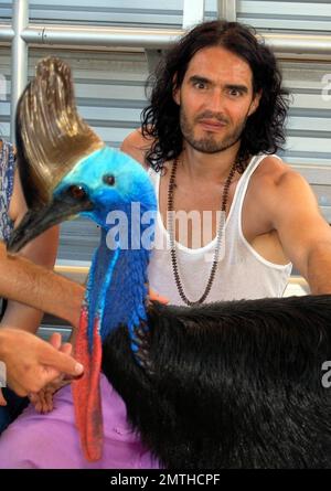 EXCLUSIVE!! Russell Brand pays a visit to Jungle Island and took in a wide variety of the park's attractions, including its one-of-a-kind Lemur Experience where he interacted with rare lemurs from Madagascar. Russell, who looked to have a great time at the park, took photos with animals, staff and guests alike during his visit. Jungle Island is now the home for 1,100 tropical birds, 2,000 varieties of plants and flowers and the best trained bird show in the world. It is a place where exotic birds 'fly free' everyday. In addition to its Lemur Experience, other exhibits and attractions include K Stock Photo