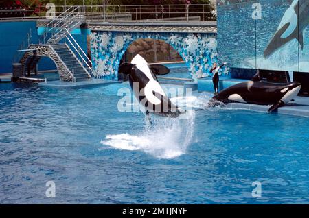 General views of the Sea World Park where trainer Dawn Brancheau, 40, was killed by a five-ton killer whale that grabbed the trainer after her hair brushed its nose and held her in its mouth beneath the water causing her to drown. The incident, witnessed by 50 tourists, was not the first for the whale, having killed a trainer at a park in British Columbia before moving to Sea World. Orlando, FL. 2/25/10. Stock Photo