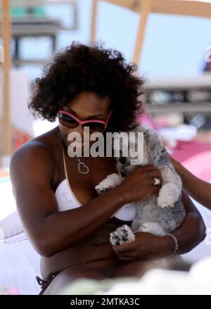 Tennis champion and dog lover Serena Williams gets some loving from an adorable dog that came by for a visit on the beach. Serena was enjoying a day of relaxation after her defeat against Victoria Azarenka in the Sony Ericsson final and showered the little dog with love. Serena's own dog, a Jack Russell Terrier named Jackie, was also with her on the beach.  Williams was joined be her sister Venus and friends.  The group had lunch, chilled at the beach, took a dip in the ocean and rode a jetski which she fell off of in the warm Atlantic ocean. Miami, FL. 4/5/09. Stock Photo