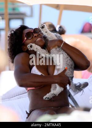 Tennis champion and dog lover Serena Williams gets some loving from an adorable dog that came by for a visit on the beach. Serena was enjoying a day of relaxation after her defeat against Victoria Azarenka in the Sony Ericsson final and showered the little dog with love. Serena's own dog, a Jack Russell Terrier named Jackie, was also with her on the beach.  Williams was joined be her sister Venus and friends.  The group had lunch, chilled at the beach, took a dip in the ocean and rode a jetski which she fell off of in the warm Atlantic ocean. Miami, FL. 4/5/09.   .  . Stock Photo