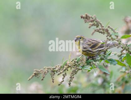 European Serin (Serinus serinus) male bird perched on wild plant. Portugal, Europe Stock Photo