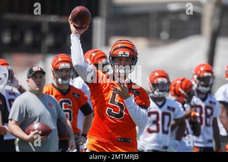 Cincinnati Bengals quarterback AJ McCarron prepares to pass in the first  half of an NFL football game against the Baltimore Ravens, Sunday, Jan. 3,  2016, in Cincinnati. (AP Photo/Frank Victores Stock Photo 