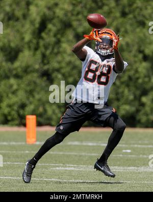 Cincinnati bengals chris henry hi-res stock photography and images - Alamy